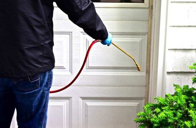 Tips for Good Pest Control 