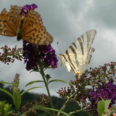 Itinéraire d'une jeune jardinière...