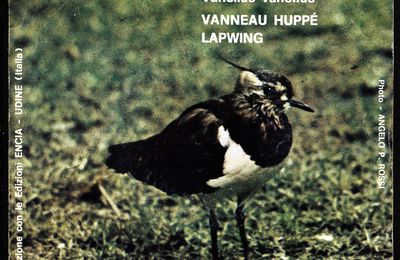 Pavoncella - Vanellus Vanellus - Vanneau Huppé - Lapwing