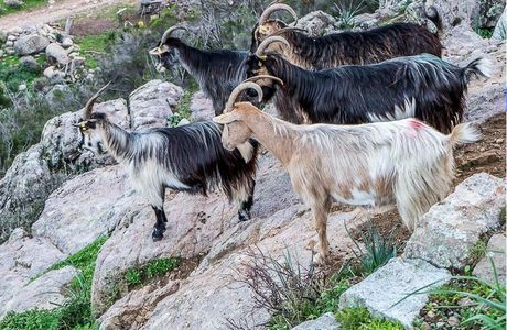 LA CHÈVRE CORSE.