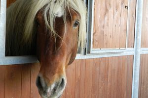 Votre cheval boite des postérieurs : Test de l’éparvin