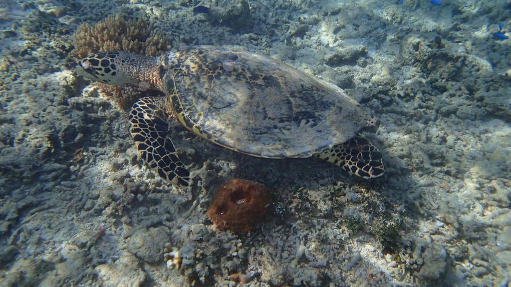 Les petites îles de la Sonde &quot;Gili Air, Gili Meno, Gili Trawangan&quot;