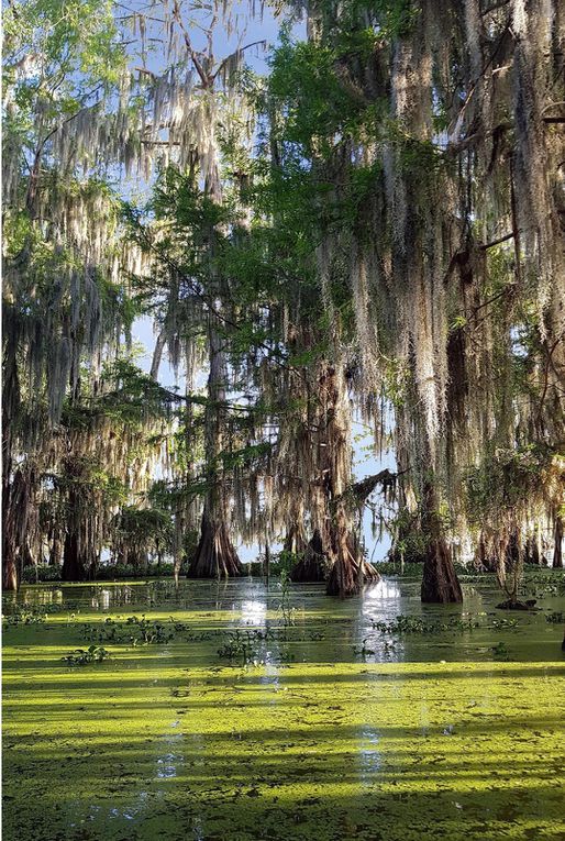 Diaporama : Cajun Swamp Tour sur le Lake Martin