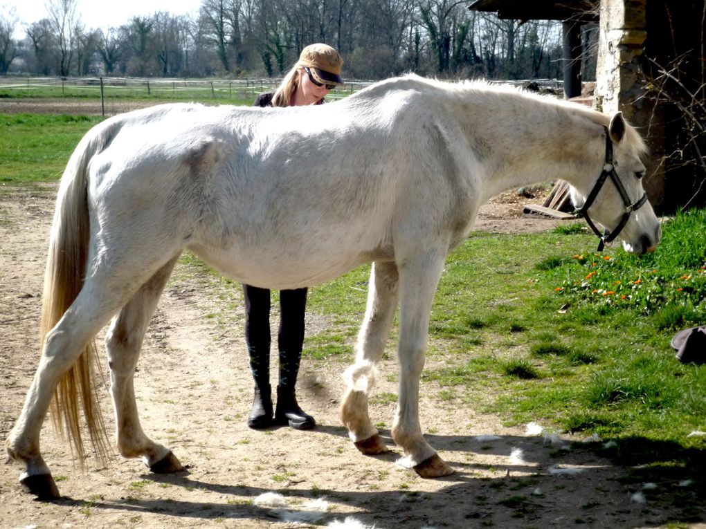 Jument pur sang arabe pure espagnole. Par Navarro III et Gual Dogan