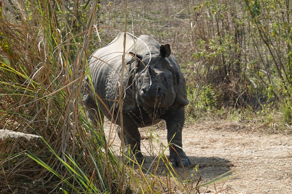 NEPAL - CHITWAN - SAURAHA