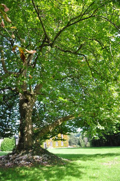 Des arbres remarquables avec ou sans le label