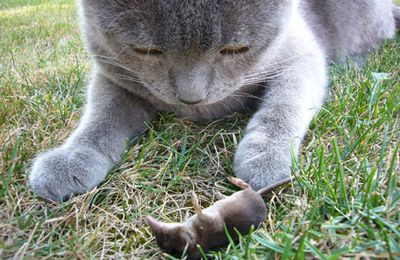 L'hichtoire d'un chat ne sachant pas chasser...