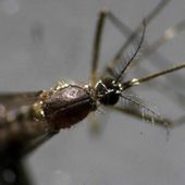 Pour contrer la dengue, des Français construisent une usine à moustiques en Australie