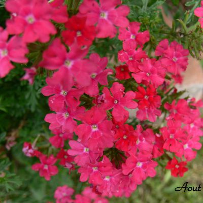 un bouquet de Verveine