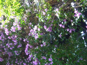 Bougainvillier