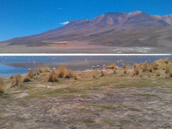 Première laguna, avec ses flamands roses et ses renards andins (ne vous laissez pas avoir par l'illusion d'optique, la première image est scindée en 2 uniquement à cause du sel =))