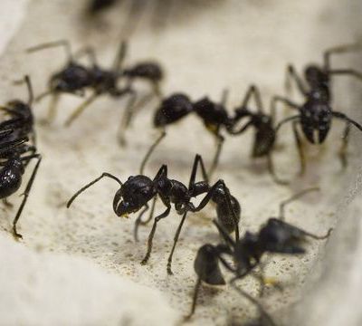 Les fourmis peuvent assainir les environnements pollués
