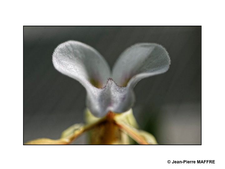 En s'approchant du cœur des orchidées on peut admirer les mystères de leur beauté fascinante.