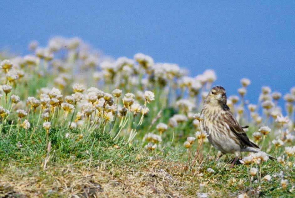 Album - Les Shetlands