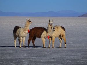 BOLIVIE #2 (13 août - 22 août 2014)