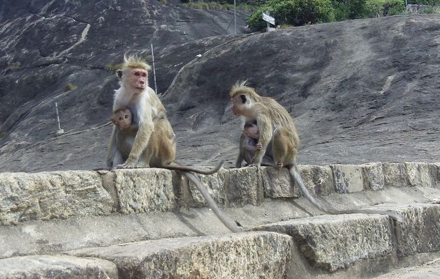 Sri Lanka