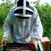 France: Pesticide Régent : non-lieu confirmé pour Bayer et BASF