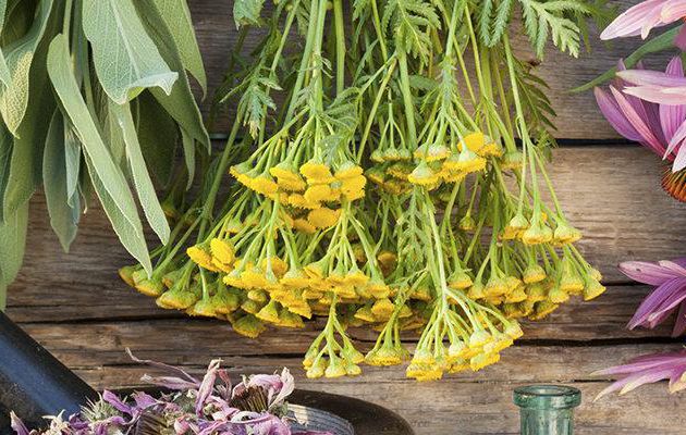 DÉCOUVREZ 4 HERBES DE PROTECTION CONTRE LES ÉNERGIES NÉGATIVES !