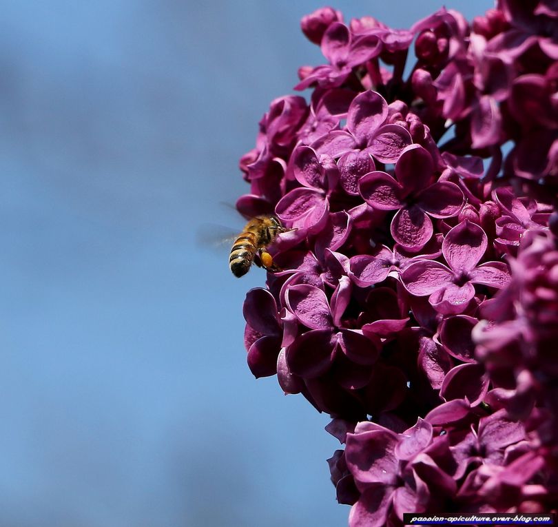 Album - Lilas-et-les-abeilles-1