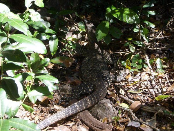 1ères photos des antipodes ! bizarrement, personne ne marche la tête en bas ici...Je ne suis pas au bout de mes surprises, dans le "land of the big"