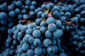#Lambrusco Producers Australia Vineyards 