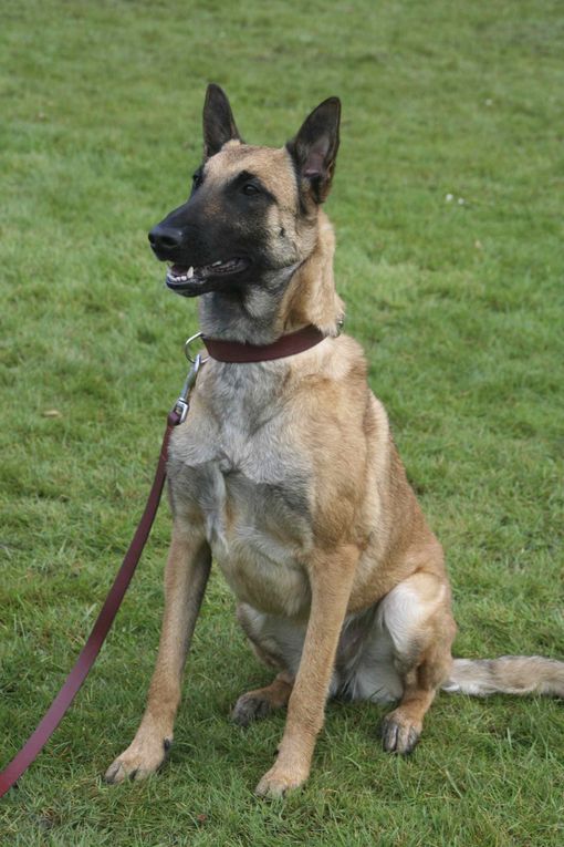 Album - 12-Concours-Agility-La-Martyre-10-03-2013-2