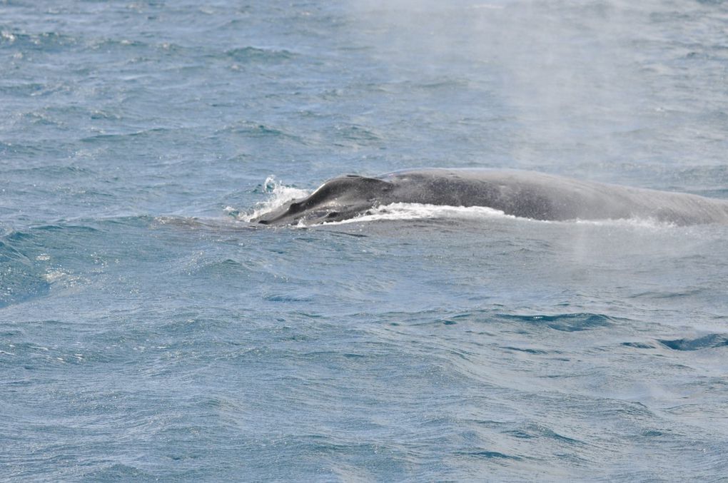 Album - baleines-et-casy