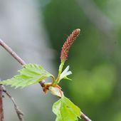 Le bouleau : symbole de vitalité et d'ouverture - Le Blog de la Florithérapie