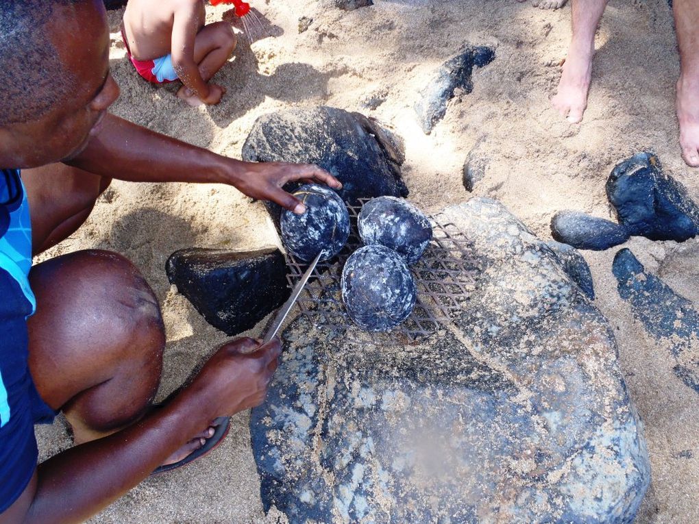 Voulé à la baie des tortues