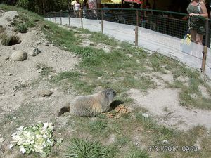 Rencontre avec les habitants du Parc Animalier de Serre Ponçon ...