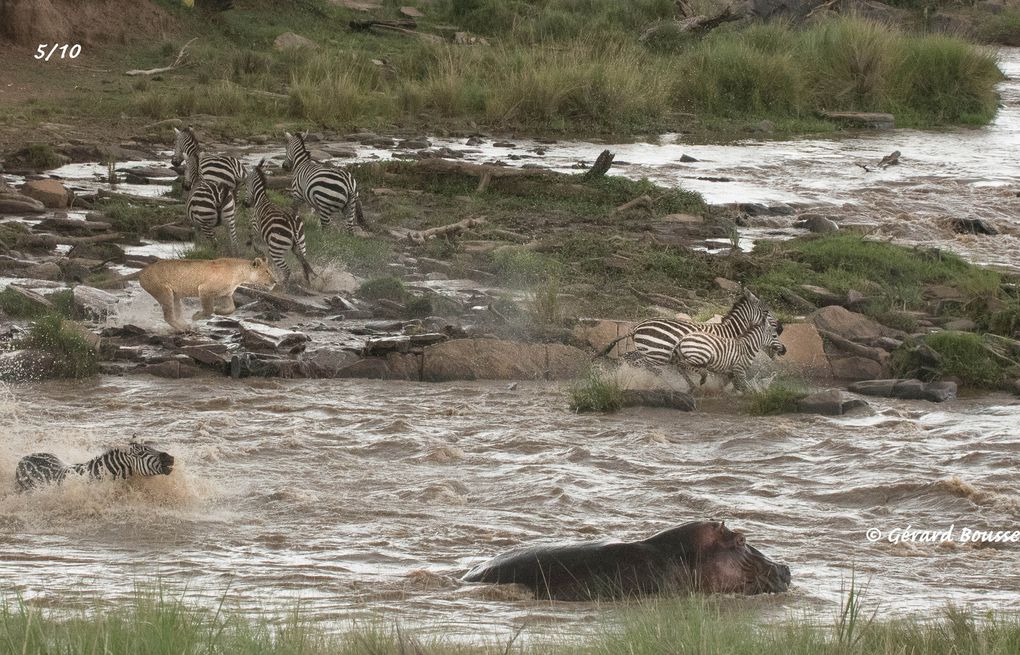 MASAÏ MARA, Lacs BARINGO &amp; BOGORIA - KENYA - OCTOBRE 2017