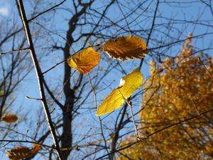 Lumière de fin d'automne