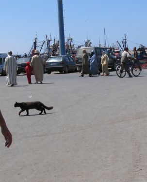 quelques 106 photos d'Essaouira, de son port, de ses mouettes et de ses chats plus ou moins mités