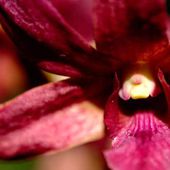 Carnets de voyage Fidji : Les orchidées du jardin du Sleeping Giant