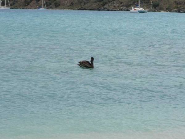 Iles Vierges (suite)
Virgin Gorda ; Ile de Guana ; Jost Van Dyke