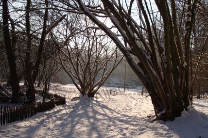Balade : Reconnaissance des arbres en hiver 16/01/2011 à 10H00