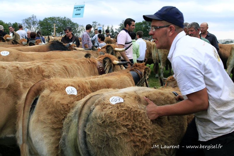 Groupes ou familles de vaches