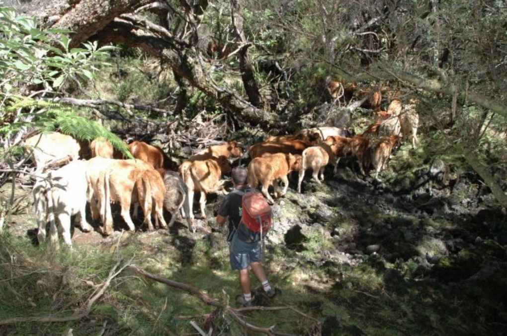 Pétitions et manifestations n’y ont rien changé, le patrimoine mondial botanique de La Réunion ne s’accommode pas du patrimoine humain et pastoral que défendent les derniers bergers de La Réunion. Si l’affaire suit son cours, dans dix ans