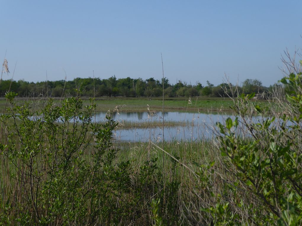 Sortie nature 21 avril 2018: Oiseaux nicheurs des marais du blayais (St Ciers sur Gironde et Braud et Saint Louis) et son album