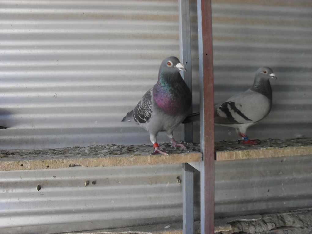 mes pigeons voyageurs