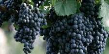 #Malbec Producers Marlborough Region Vineyards New Zealand