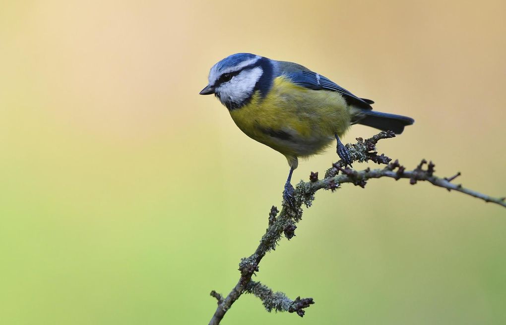 Mésange bleue.