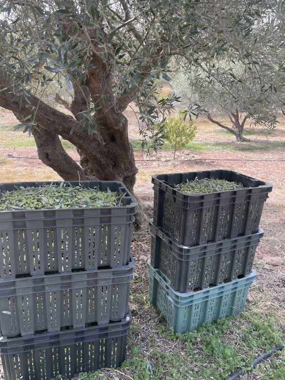 Récolte des olives 2023