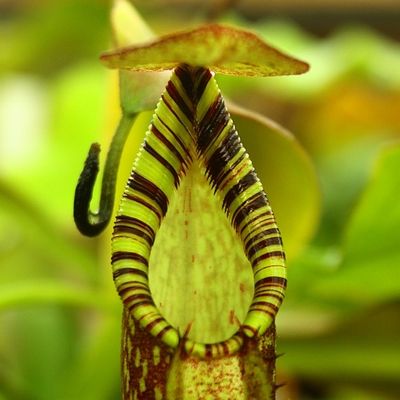 Nepenthes spectabilis