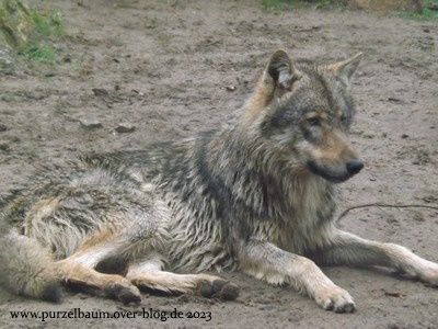 Wolf, Wildhund, Brillenpinguine, Schneeeule, Uhu, Tahre, Alpenmurmeltier