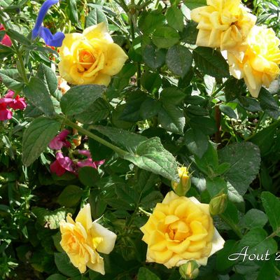 Rose jaune