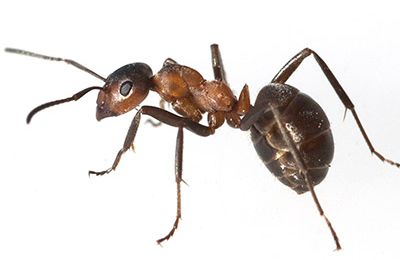 Check for the best Singapore pest control services