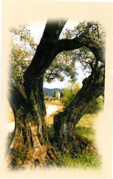 Des cartes postales de paysages de Provence que j'ai scannées pour vous.