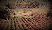 #Gamay Producers Lake county California Vineyards 