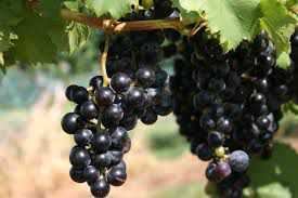 #Red Lafayette Wine Producers Maryland Vineyards